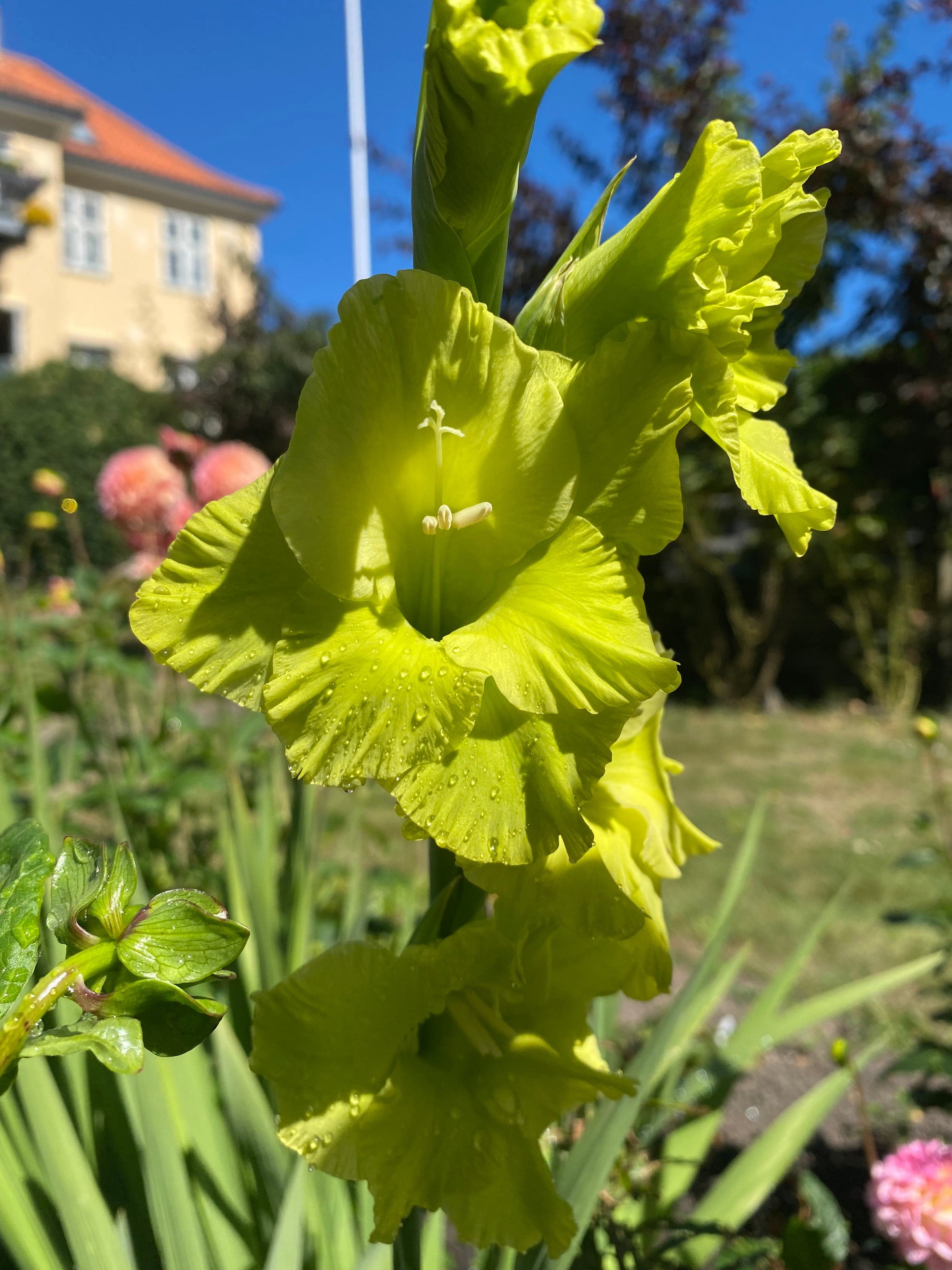 Gladiolus 'Green Star'